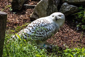 The Snowy Owl, Bubo scandiacus is a large, white owl of the owl family