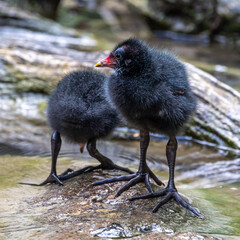 Little Common moorhen baby, Gallinula chloropus also known as the waterhen