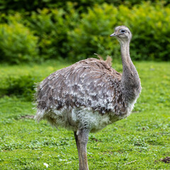 Darwin's rhea, Rhea pennata also known as the lesser rhea.