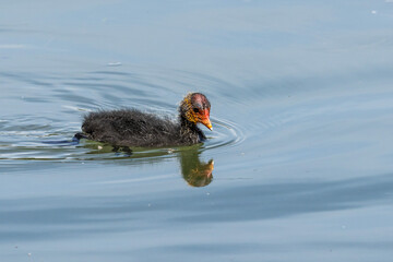 The Eurasian coot, Fulica atra swimming on the Kleinhesseloher Lake at Munich, Germany