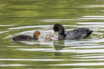 The Eurasian coot, Fulica atra swimming on the Kleinhesseloher Lake at Munich, Germany