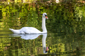 Fototapeta premium Mute swan, Cygnus olor swimming on a lake in Munich, Germany