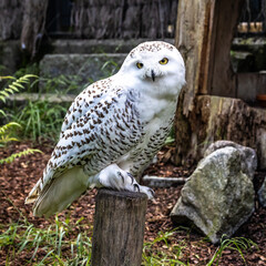 The Snowy Owl, Bubo scandiacus is a large, white owl of the owl family
