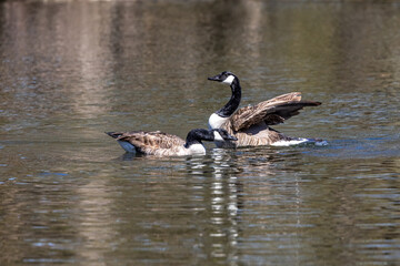 The Canada Goose, Branta canadensis at a Lake near Munich in Germany