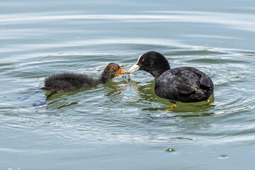 The Eurasian coot, Fulica atra swimming on the Kleinhesseloher Lake at Munich, Germany