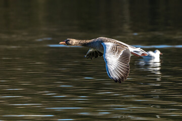 The greylag goose, Anser anser is a species of large goose