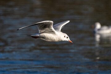 Naklejka premium The European Herring Gull, Larus argentatus is a large gull