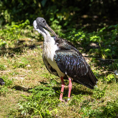 Straw-necked Ibis, Threskiornis spinicollis in the zoo