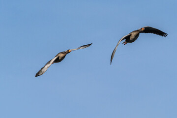 The flying greylag goose, Anser anser is a species of large goose