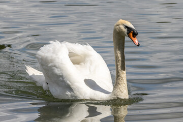 Obraz premium Mute swan, Cygnus olor swimming on a lake in Munich, Germany