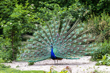 Indian Peacock or Blue Peacock, Pavo cristatus