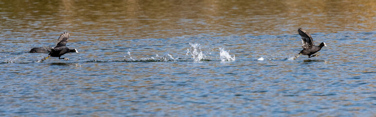 Eurasian coot, Fulica atra chasing each other by running across the water