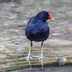 Common moorhen Gallinula chloropus also known as the waterhen or swamp chicken