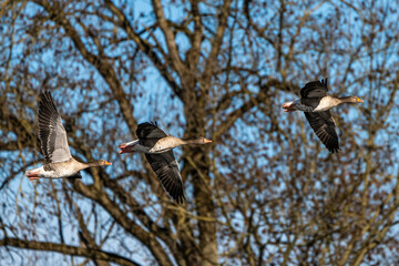 The flying greylag goose, Anser anser is a species of large goose