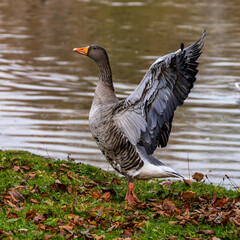 The greylag goose, Anser anser is a species of large goose