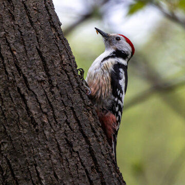 Middle Spotted Woodpecker - Leiopicus medius, beautiful rare woodpecker from European forests