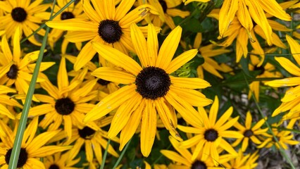 yellow flowers in the garden