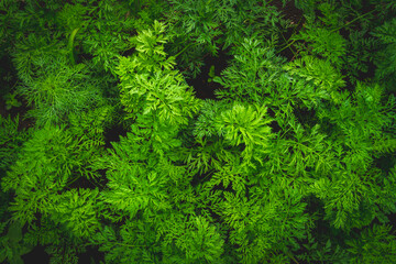 Background from green grass. Green leaves with water drops close up.