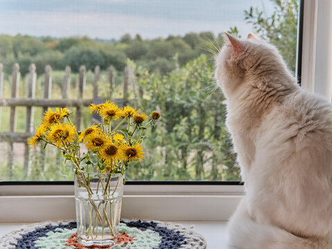 Rural summer scene. Floral bouquet, crocheted napkin and cute wite cat on window sill.