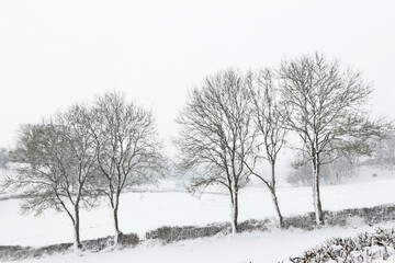 Fototapeta na wymiar Trees in the winter with snow