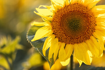view of a field of yellow sunflowers in the light of the setting sun. Beautiful summer landscape...