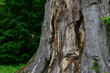 Tree bark close-up, green grass and trees around. Natural background on a summer day. Forest dark background.