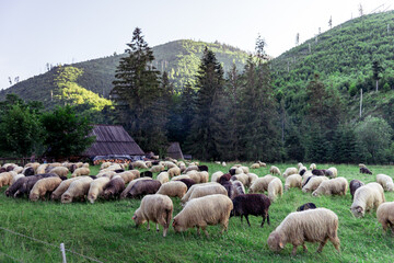 Góry Tatry, Polska, Dolina Kościeliska. Przyroda