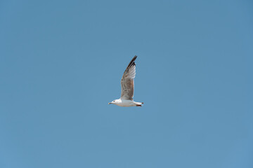 A lone seagull flies against a blue sky without clouds.