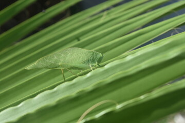 Katydid on froms