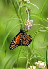 Monarch on the blooms