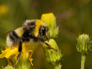 Bumblebee walking on flower.