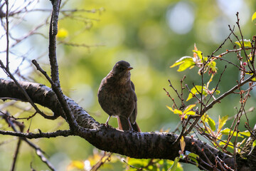 Female blackbird silhouette while perched on branch. Bird "Turdus merula" backlit by evening light. Green and yellow bokeh background. Dublin, Ireland