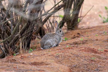 rabbit posing in the field