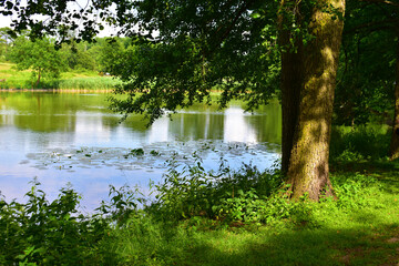 Landscape with lake, tree and green lawn on a sunny summer day. Natural forest background. Wildlife. Poland, park in the New Zoo, Poznan, June 2022.