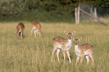 Naklejka na ściany i meble Two little fawns standing in a meadow looking at camera, dama dama