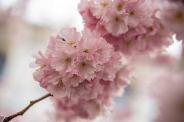 Kisrchblüte