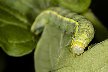 Green caterpillar eating a tomato leaf, Lacanobia oleracea