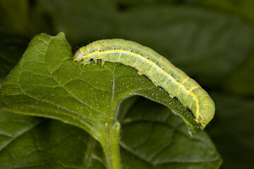 One green nasty caterpillar of a moth eating on a tomato leaf in the garden in the summer on the...