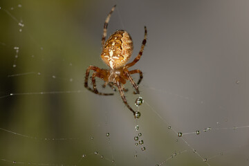 A garden spider, cross spider, sits on its web, Araneidae, Araneus diadematus