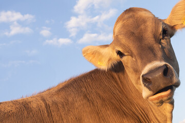 Close-up of a young brown cow, cattle, heifer looking at camera against blue sky, Swiss Brown