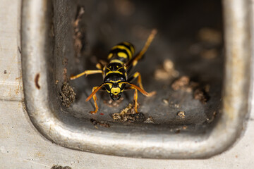 A wasp, paper wasp, is sitting in a cavity, front view, Vespidae, Polistinae