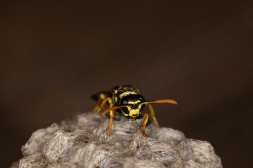 A wasp, paper wasp, building a nest, macro, Vespidae, Polistinae