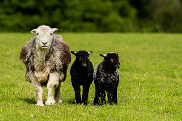 Herdwick Sheep 
 Herdwick sheep are a breed of domestic sheep originating in the United Kingdom....