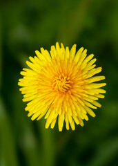 Beautiful yellow wildflower of black salsify plant in summer garden. Gardening or herbal medicine concept. (Scorzonera hispanica)