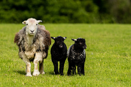 Herdwick Sheep 
 Herdwick sheep are a breed of domestic sheep originating in the United Kingdom. They are native to the Lake District of Cumbria in North West England. 