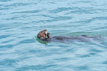 Fototapeta premium A Sea Otter Munching on a Sea Urchin