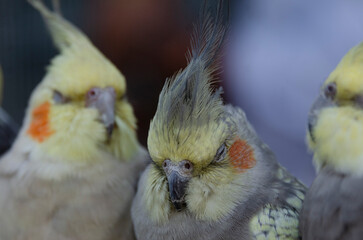 A cute birds kissing each other their color is gray and yellow 
