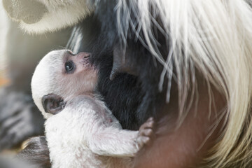 A baby Abyssinian colobus drinks its mother's breast milk in the evening sunlight. Newborn...