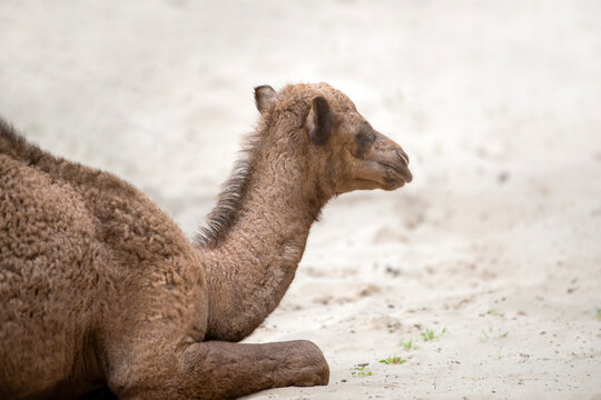 A small camel lie on the hot sand in the desert. Side view, close up. Camel cub.