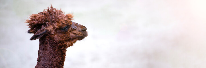 Alpaca close-up. Head of a brown alpaca, side view. Funny animal. Space for text.